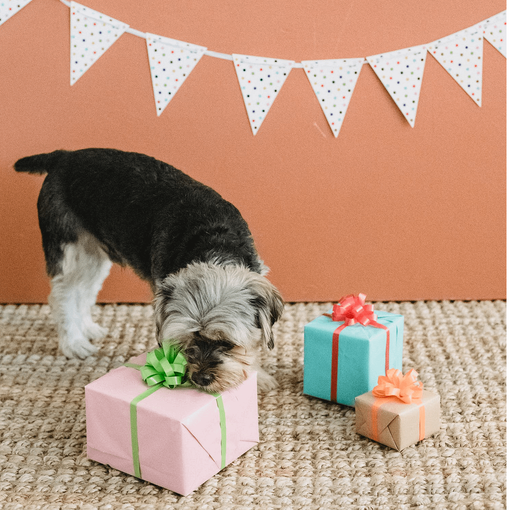 A dog around little gift boxes