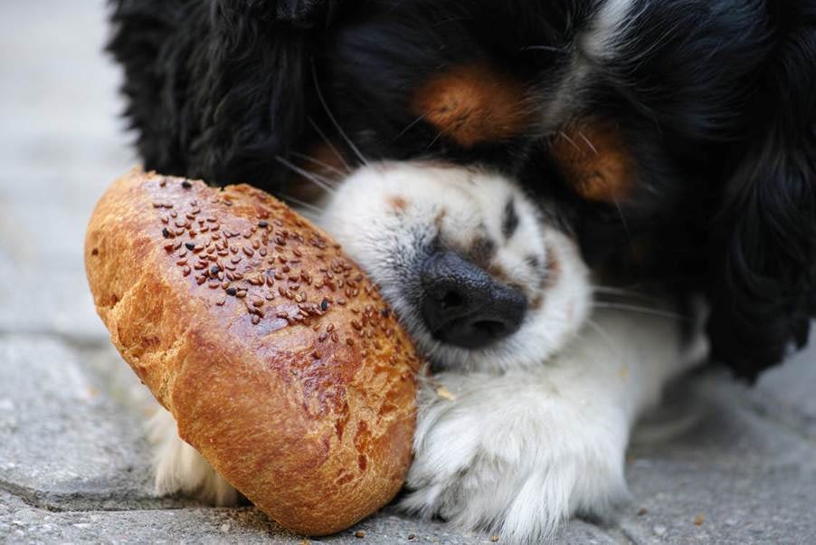 A Balck, Tan, and White Cavalier King Charles Spaniel Puppy Eating A Sesame-Encrusted Piece of Bread