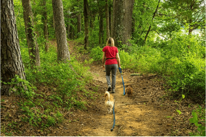 Dog and owner on a hike in a forest