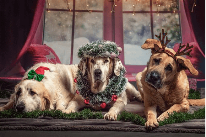 Dogs dressed up for Christmas