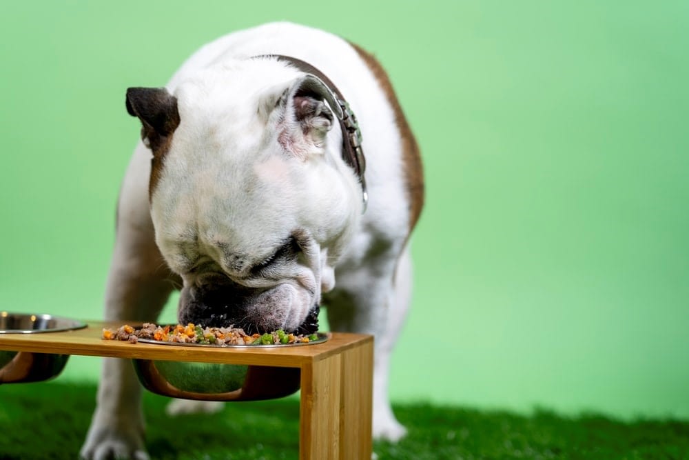 A dog enjoying its food