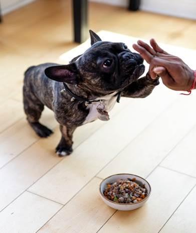 A French Bulldog “High-Fiving” A Hand With A Bowl of Dog Food On the Floor In Front of It