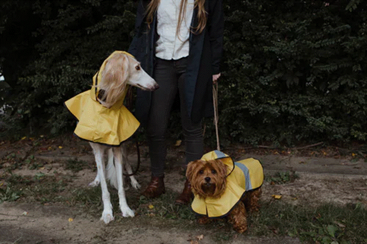 dogs in raincoats