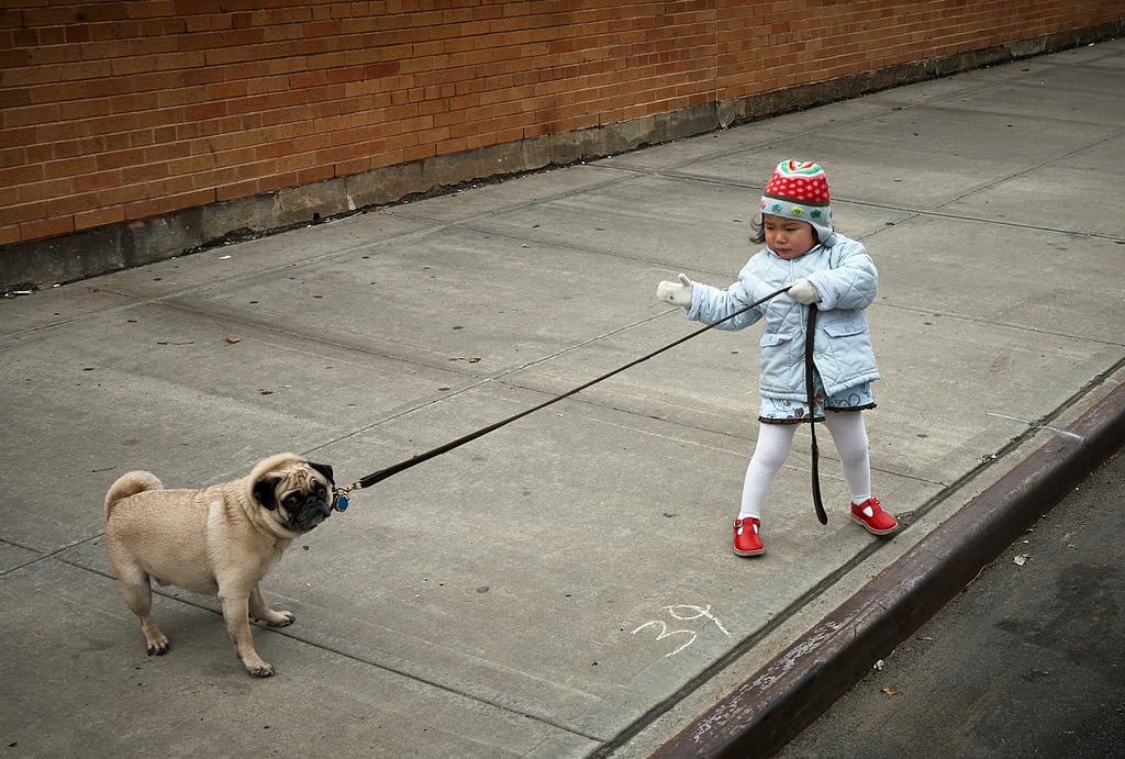 A Little Girl Pulling On An Immovable Pug’s Leash