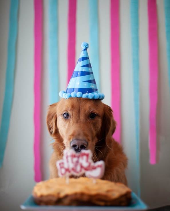 Dog’s birthday celebration 
