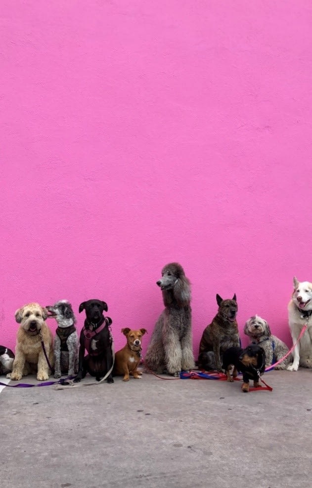 Different breeds of dogs stand at a spot
