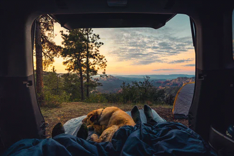 a dog and a person camping