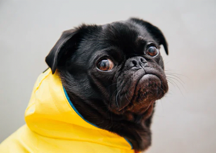 a dog wearing yellow hoodie