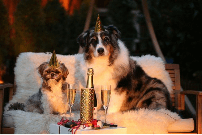 Dogs celebrating the new year