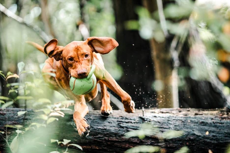 Dog chasing a ball 