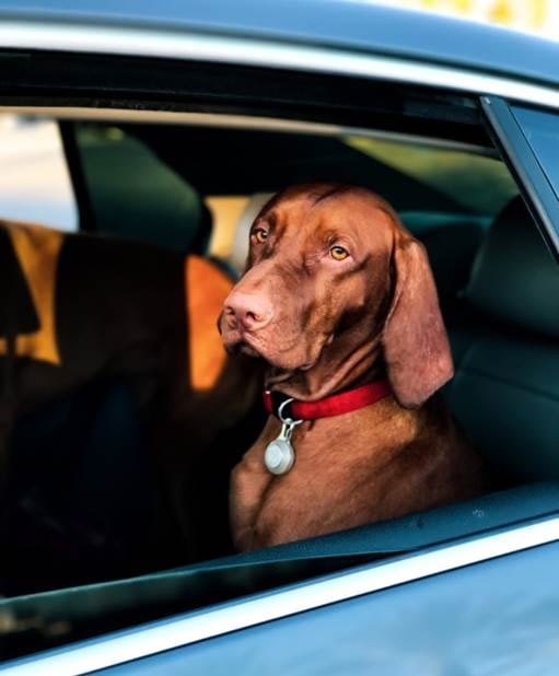 A Brown Dog with A Short Coat and Red Collar Sitting in A Car with the Window Rolled Down