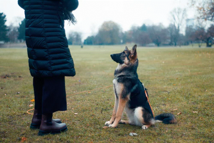 a dog with trainer