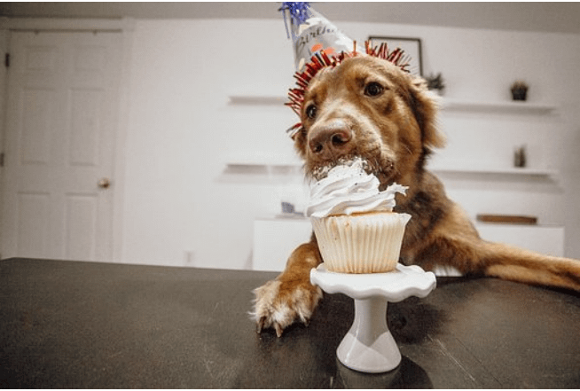 Puppy celebrating by eating a cupcake