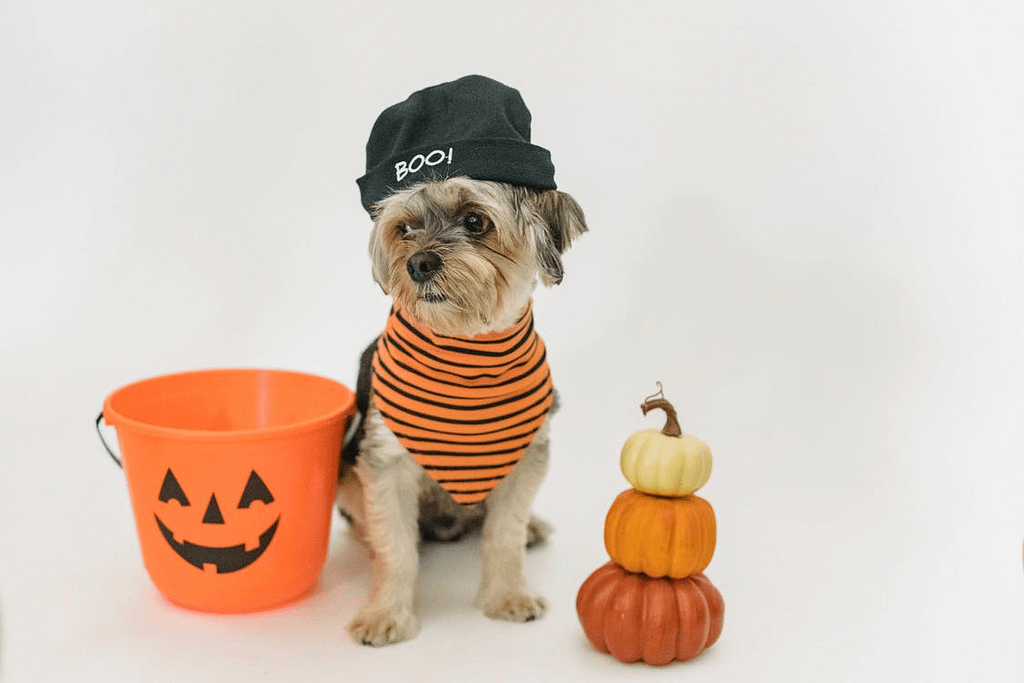 A puppy with tiny pumpkins and a Halloween bucket