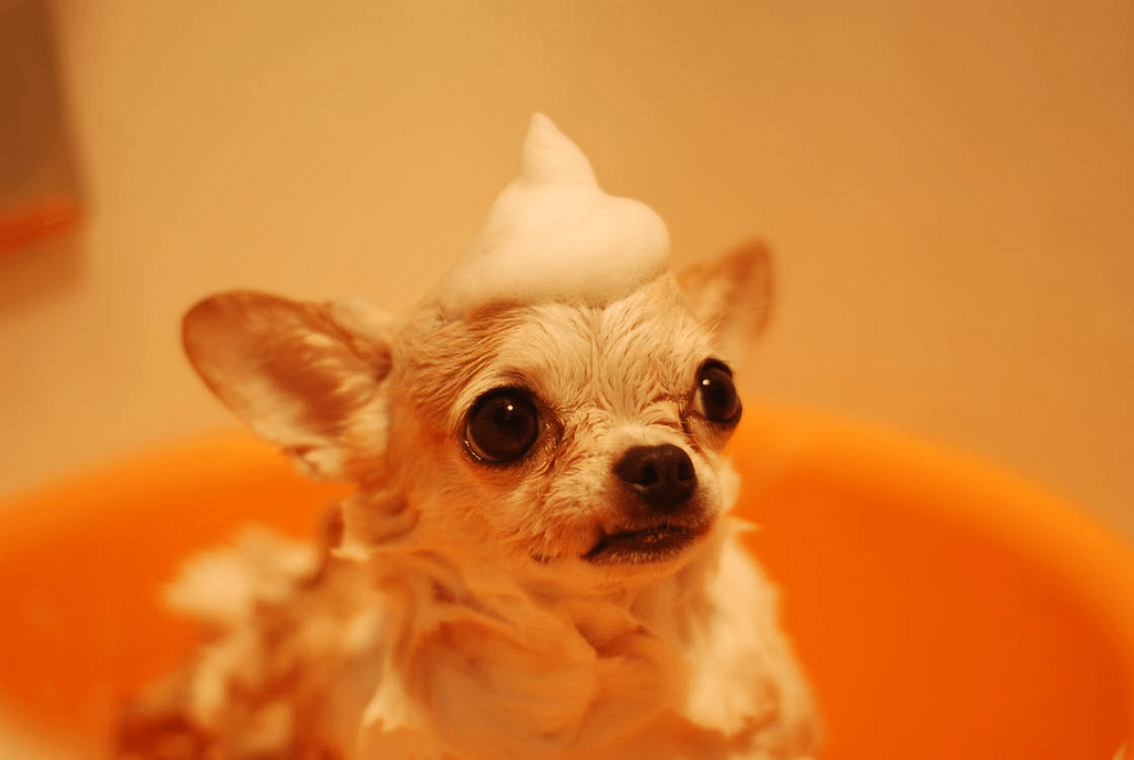 A chihuahua dog with shampoo foam on his head