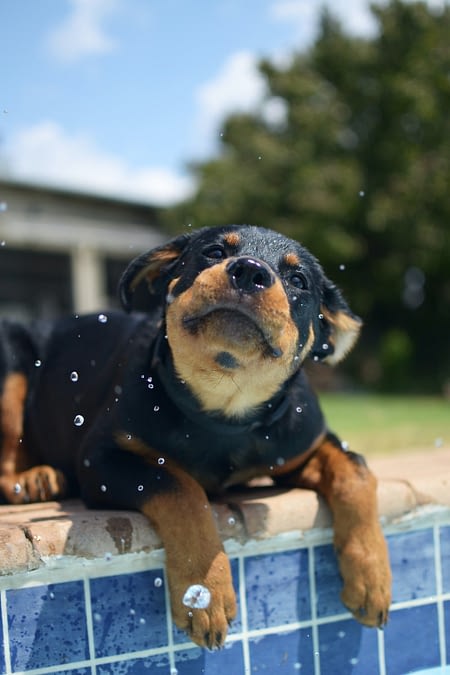 Rottweiler pup playing with water 