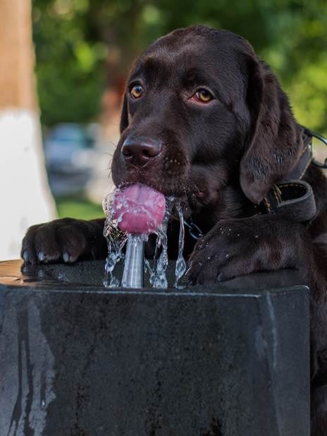 A Flat-Coated Retriever Resting Its Front Paws OnA Black Water Fountain and Drinking From It