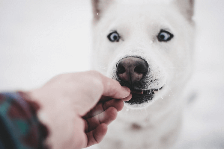 A man is feeding a white dog 