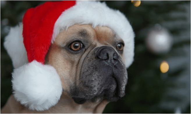 Pug dressed for Christmas in red hat