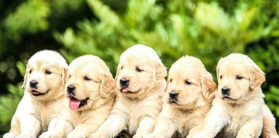 A bunch of puppies