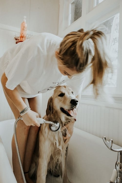 A woman bathing her dog