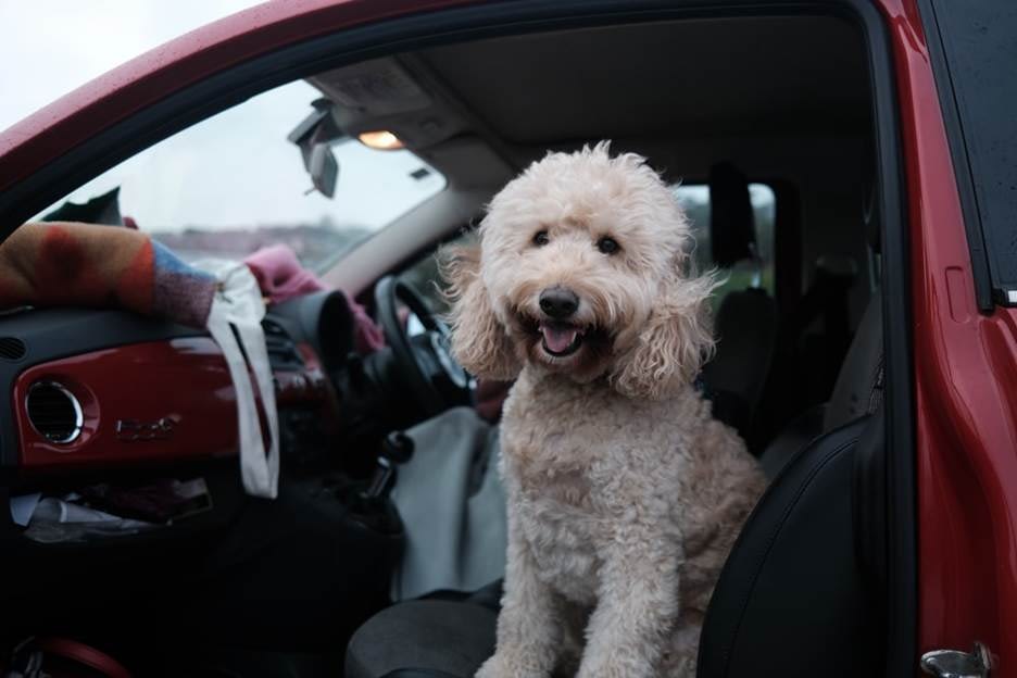 Happy dog in a car 