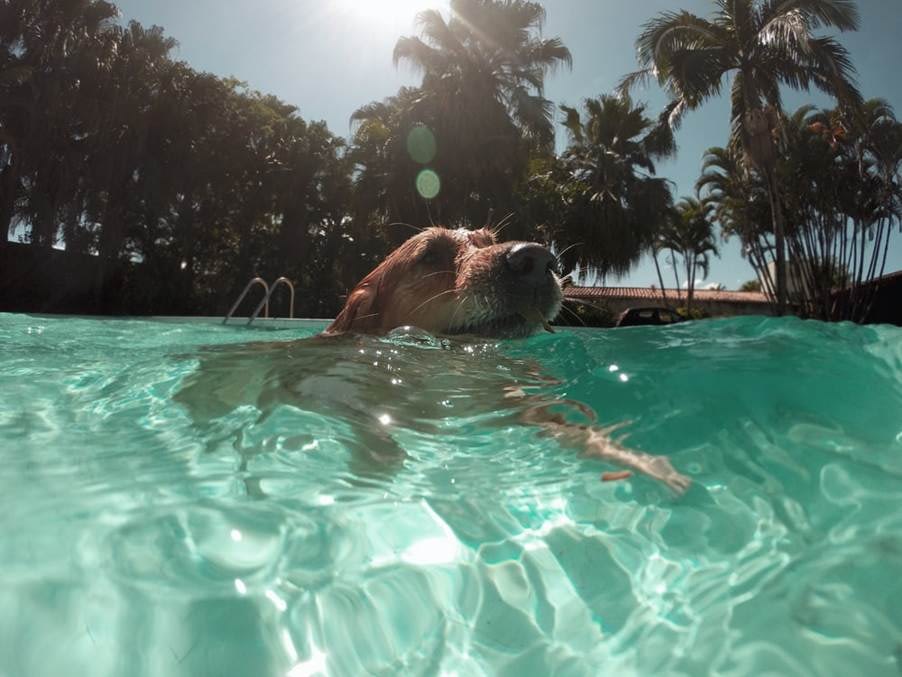 A Dog in A Pool with Its Head Barely Out of the Water