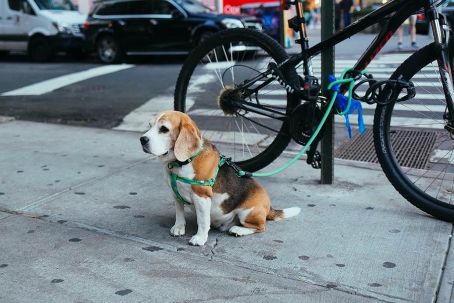 A Dog Secured by the Harness to A Parked Bicycle On A Sidewalk