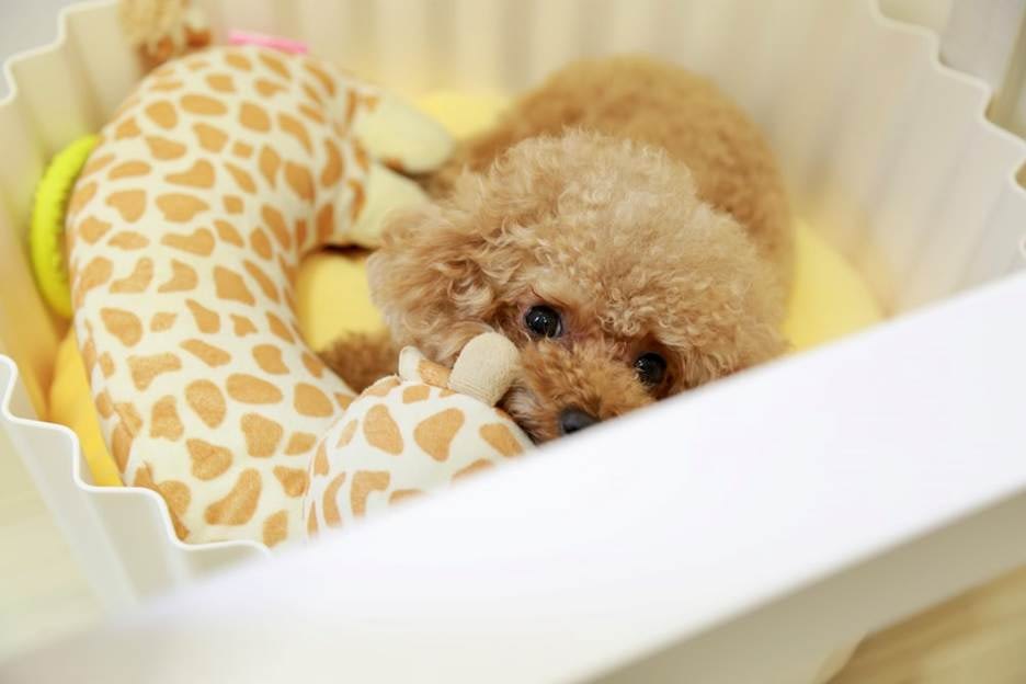 Puppy with a toy in its bed
