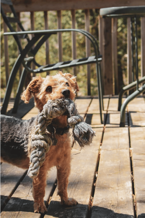 Dog playing with a rope