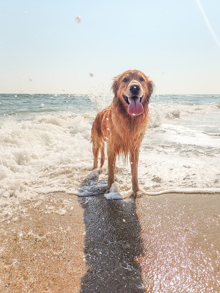 A dog at the beach