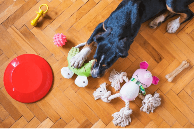 Dog playing with enrichment toys