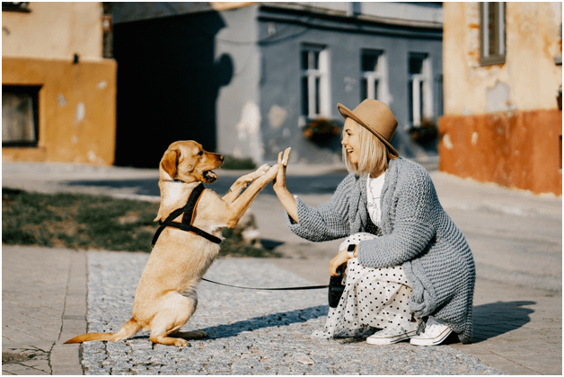 A dog owner playing with their dog