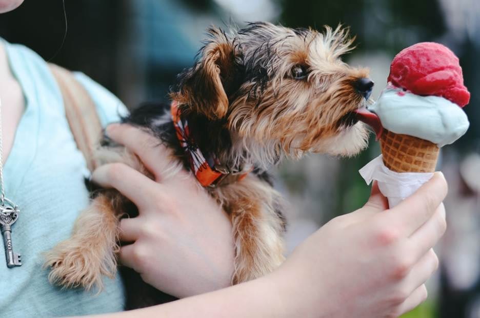 Dog licking ice cream 